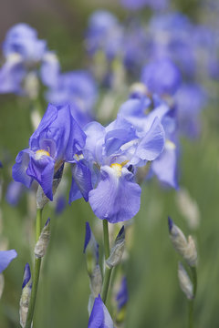 blue Iris blooming