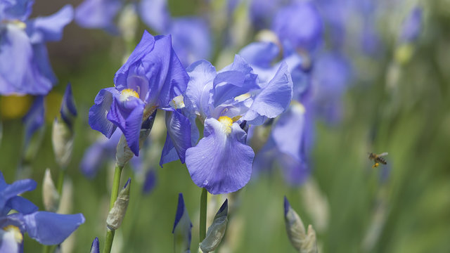 Fototapeta Navy blue iris blooming
