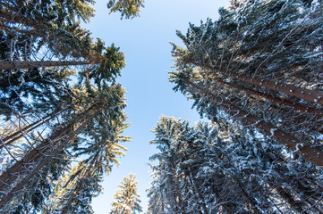 Snowy Forest Landscape