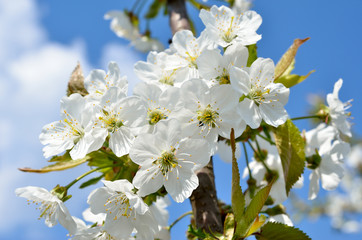 White flowers on the branches of trees in the spring