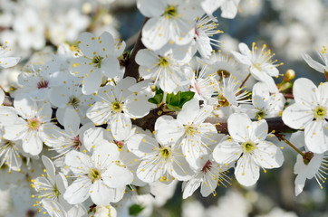 White flowers on the branches of trees in the spring