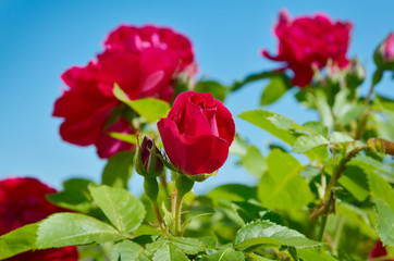 Red rose bloom in garden on background of blue sky