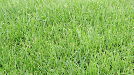 Green grass / Green grass use as background.