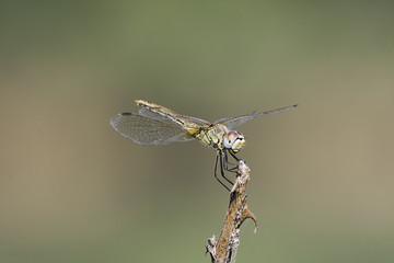 composizione di libellula a colori in primo piano vista lateral