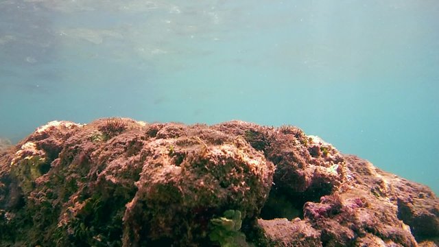 octopus closes his hole stone, Indian Ocean, Hikkaduwa, Sri Lanka, South Asia
