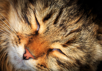 funny sleeping cat's face