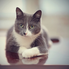 Portrait of a domestic cat of a smoky-white color