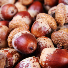 Acorns background