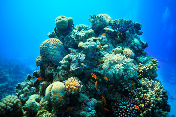 Fototapeta na wymiar Underwater tropical sea view