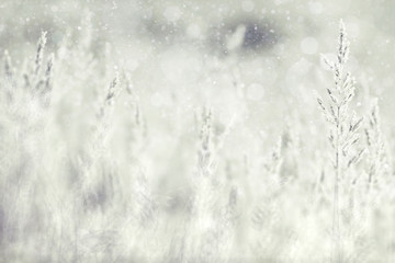 winter, grass covered with white rime