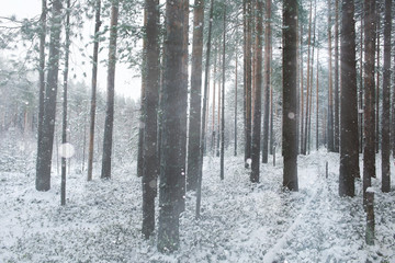 Winter landscape in the forest
