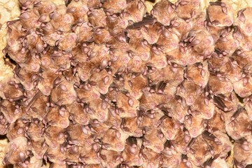 Group of Lesser horseshoe bat (Rhinolophus hipposideros) - wintering colony