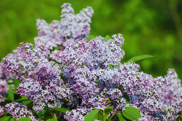 Obraz premium Branch of lilac flowers with green leaves, floral natural background, soft focus