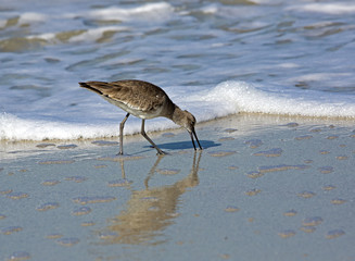 Willet (Catoptrohorus semipalmatus)