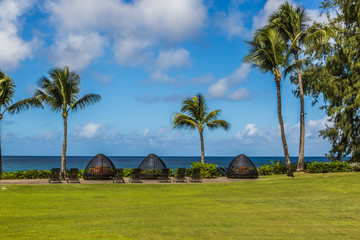 Palm trees and the beach in Maui