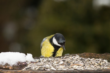Naklejka premium Cinciallegra in primo piano alla mangiatoia, cinciallegra su albero, cinciallegra su tronco