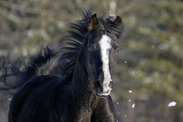 Black Stallion galloping, close up