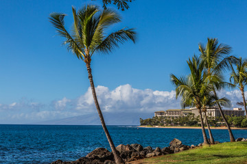 Naklejka premium Palms by the ocean