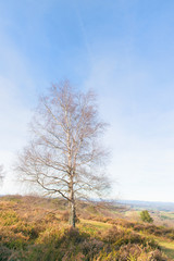 Single tree in winter sun