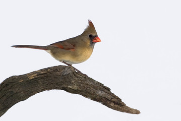 Female Northern Cardinal (Cardinalis cardinalis)