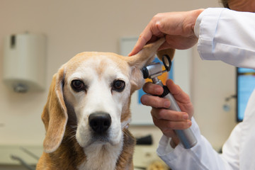 Beagle at the veterinarian - 102865716
