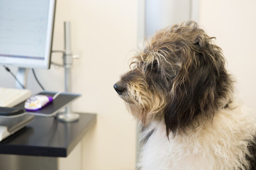 Dog at the veterinarian