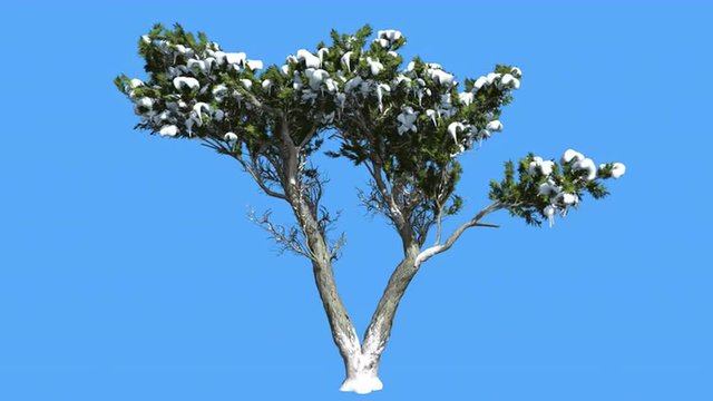 Monterey Cypress Doubled Trunk Snow on a Branches Coniferous Evergreen Tree is Swaying at The Wind Green Scale-Like Leaves Hesperocyparis Macrocarpa