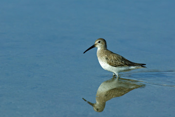 Willet (Catoptrophorus semipalmatus)
