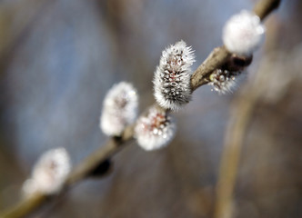 Weidenkätzchen 