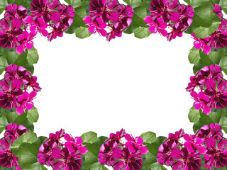 Obraz na płótnie Canvas Maroon flower. Geranium