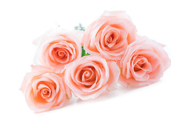 Naklejka premium Coral rose