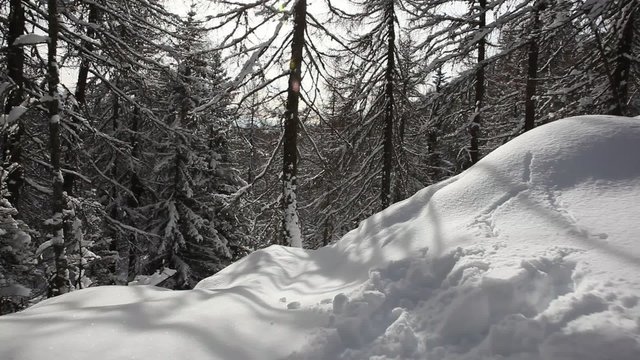 Skiing downhill in a snowy forest. Sunny winter day. Western Alps, Val d'aosta, Italy, Europe.