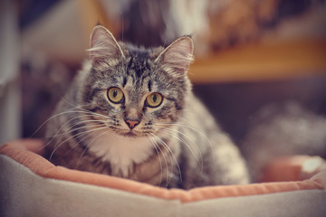 Portrait of a cat with yellow eyes of a striped color.