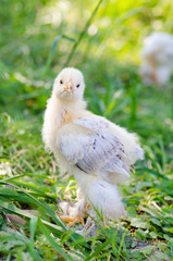 chickens on a grass