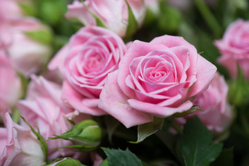 Obraz premium Różowe róże w ogrodzie