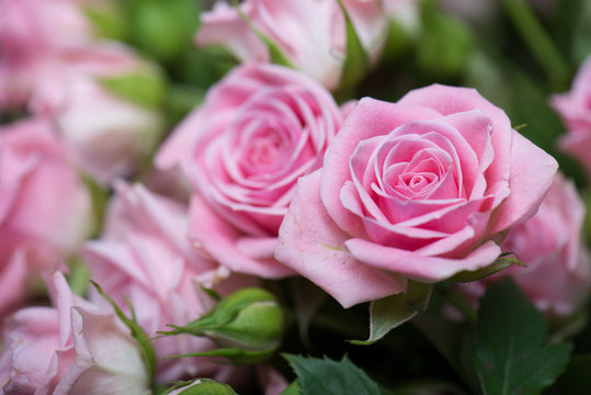 Pink Roses In The Garden