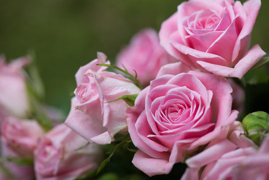 Pink Roses In The Garden