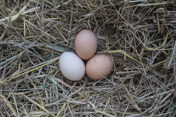 Egg