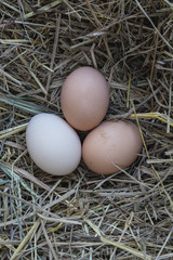 Egg