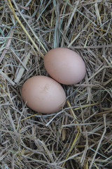 Egg