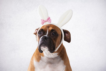 Boxer with bunny ears