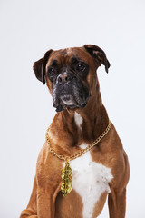 Rapper boxer dog