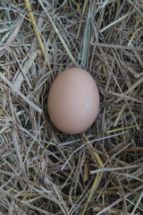 Egg