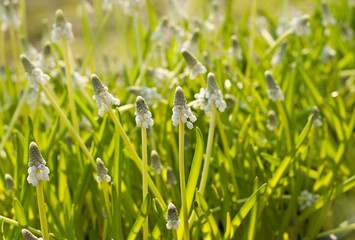 Beautiful white Muscari flowers