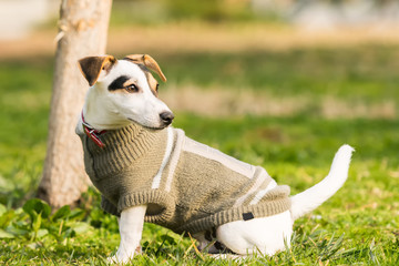 Cute Jack Russell portrait at a park.   © Bill Anastasiou