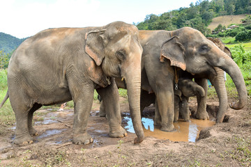 Fototapeta na wymiar elephant herd with a baby elephant at a billabong 