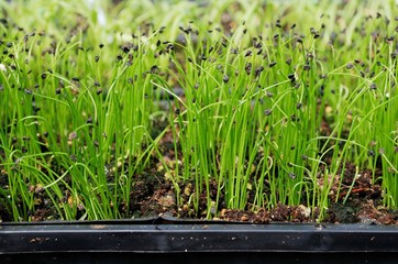 New chive plants growing in a greenhouse