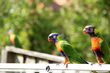 Rainbow Lorikeet