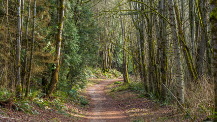 Forest road in the fall