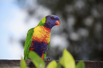 Rainbow Lorikeet